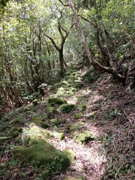 雙溪區大埤遺址東林寺+大埤古道+572峰去回2784171