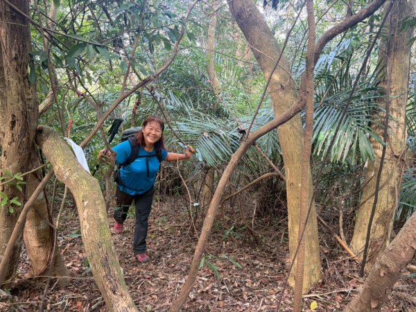 苗栗出磺坑古道、銅纙坑菊2951565