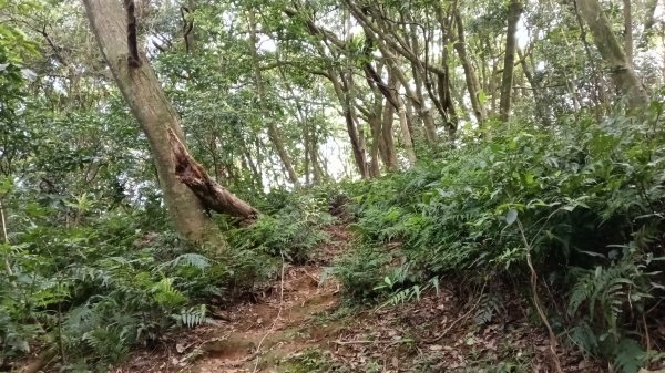 三芝區竿尾崙古道-竿尾崙-清涼崙-大屯溪古道O型3095660