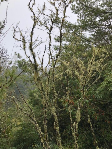 大塔山 & 阿里山國家森林遊樂區550019