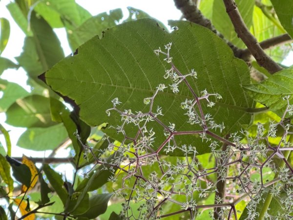 烏山嶺水利古道順走竹高崙山3連峰2669910