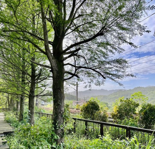 嶺頭觀日步道，西九分坑山O走2809643