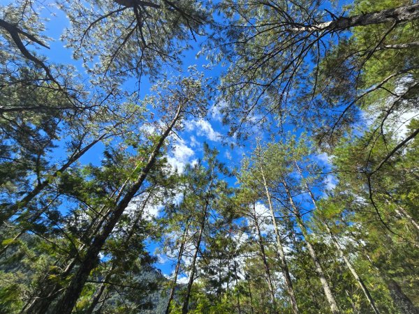 志佳陽大山／至高點／雪山大草原／瓢單山屋／四季蘭溪吊橋2927664