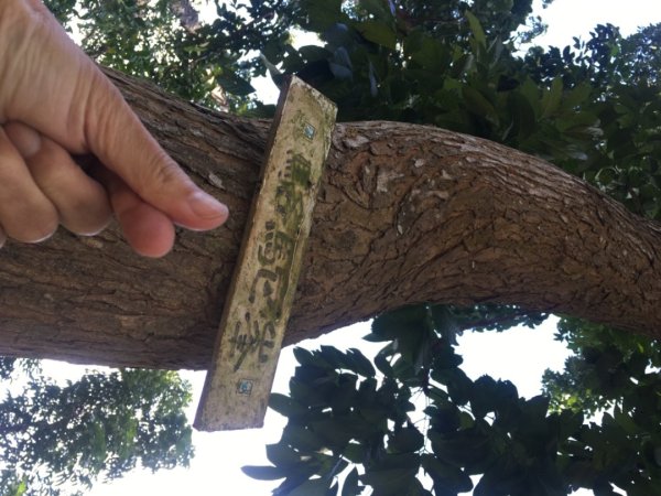 中興林場後山（鑰匙🔑認領2700423