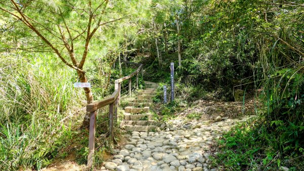 《蝶戀花。錫葉藤盛放》2735275