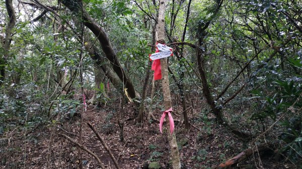 ✅橫斷第四段/橫斷東線-興福寮新稜山徑至向天山南峰 (更新路條112.全段修徑開通)2382467