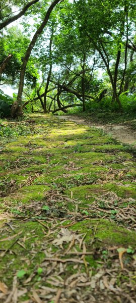 土城山中湖1067108