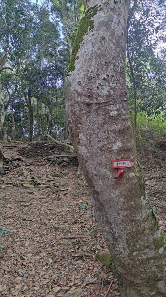網子山、鳴海山3046432