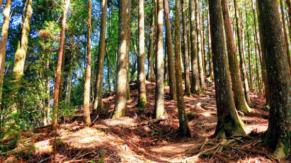 油羅山(一上三下)2959149