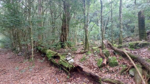 大雪山下波津加上下加森林浴看小神木1562224