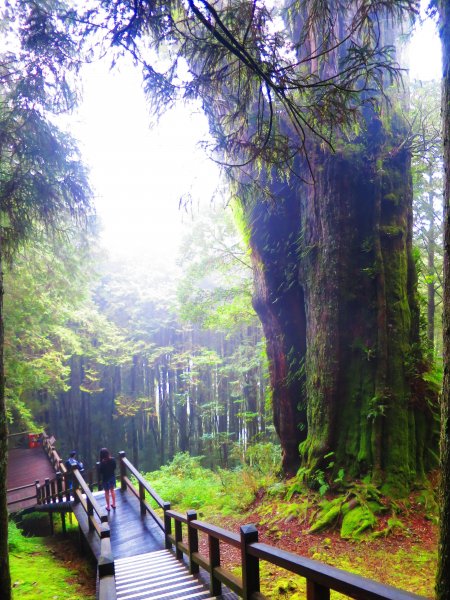 走阿里山神木群棧道，漫步在雲端及迷霧森林416089