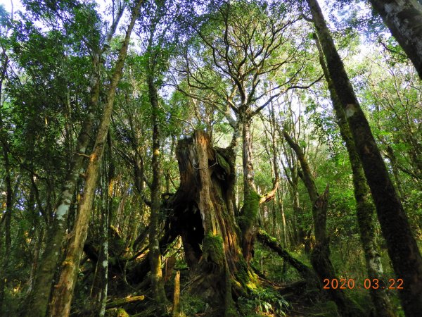 宜蘭 大同 巴博庫魯山888471