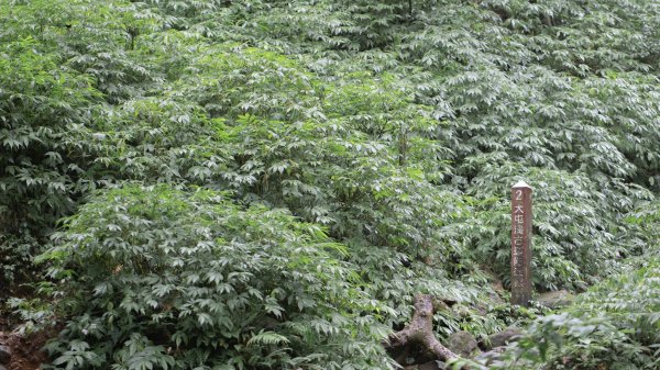 台北秘境之旅（三板橋-大屯溪古道-小觀音山西北峰）1789642