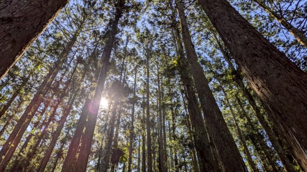 鳳凰山步道（溪頭）2838233