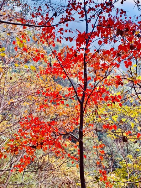 霞喀羅古道-養老進-白石駐在所折返2677558