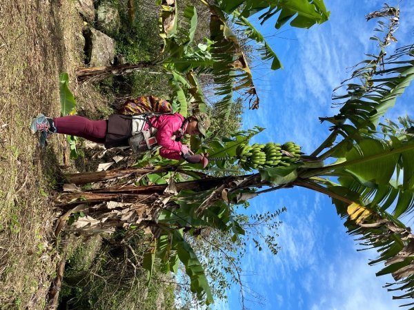 桃園-高遶溪天空吊橋-高遶溪瀑布-高遶溪古圳步道2941984