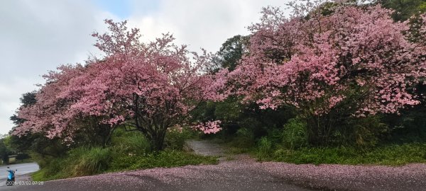 追花是簡單的快樂，賞花是恬淡的幸褔 3/2&73008762