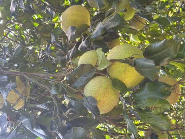 苗栗西湖-柚子山步道2615559