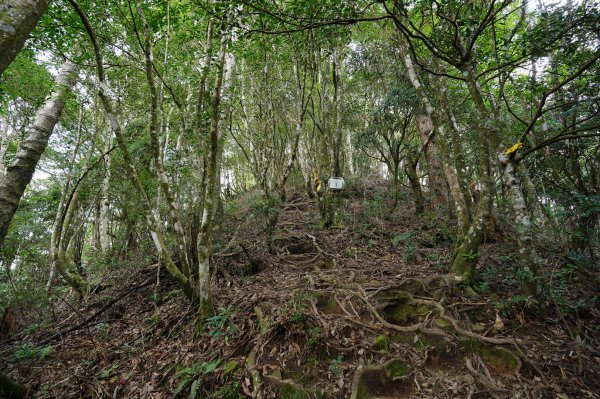 新竹 尖石 高台山、島田山2327049