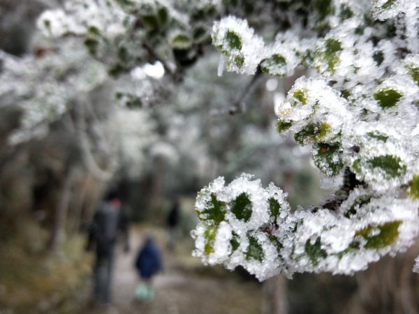 太平山第一場雪【台灣山毛櫸國家步道】1222353