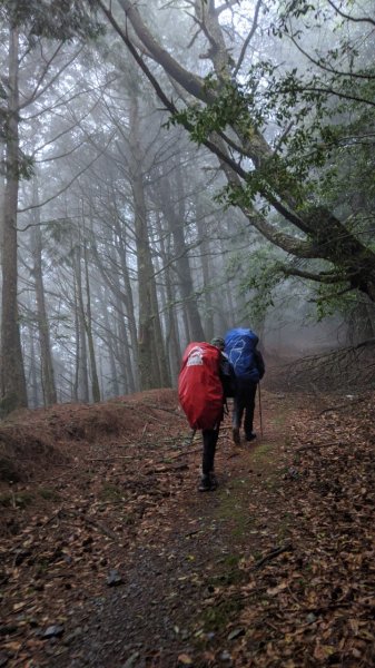 【西巒大山】雙龍林道巒安堂973854