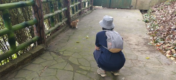 2026/05/10 竹東森林公園步道+樹杞林山O型3052515