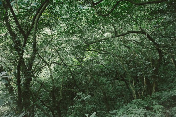 【山旅】挑戰淡蘭北路的荒野 一 嶐嶺古道（下篇）