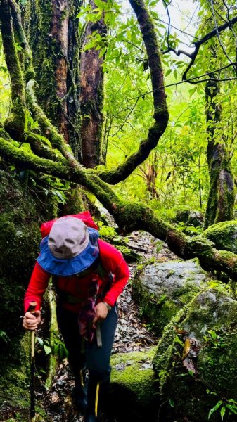 卡保石壁一葉蘭（耘夢谷上逐鹿山下O走）2809543