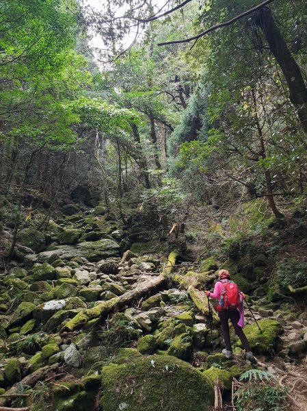 20190209再訪加里山524002