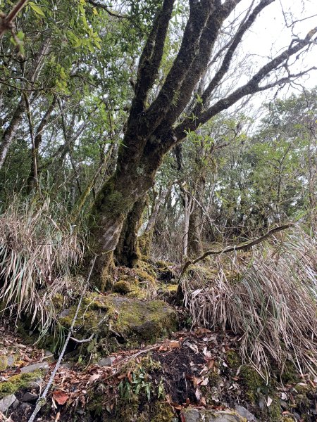 20240210高雄斯拉巴庫山2431512