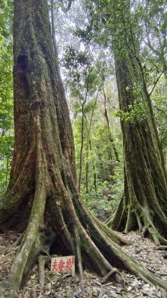 粉紅水晶蘭(長壽山~醜崠山下切出林道24.5k)2186317