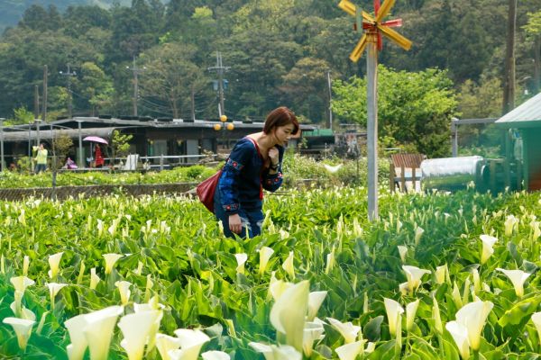 竹子湖海芋季115386