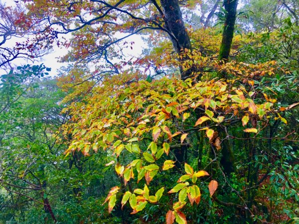 探訪黃金森林山毛櫸的故鄉~北插天山逐鹿山O型縱走1904286