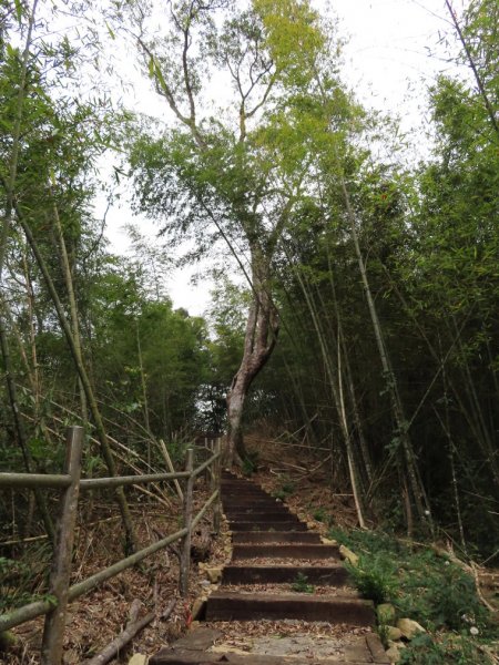 大湖尖山(順遊半天岩紫雲寺‧飲冰柿茶集‧曾記涼泉芳冰店)1351530