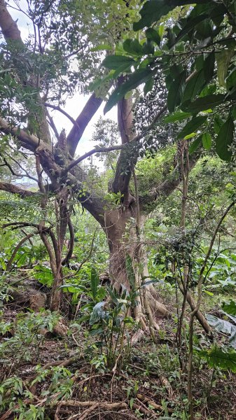 20251128玉瀧谷(竹子湖南)-東昇路碉堡-後山-湖田後山梯田(騎車爬山)2948387