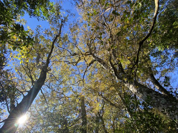 114.11.16 北得拉曼追黃金山毛櫸2937905