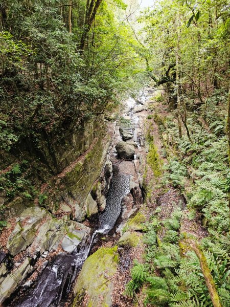 司馬庫斯神木群步道及櫻花季-(新竹)臺灣百大必訪步道3007786