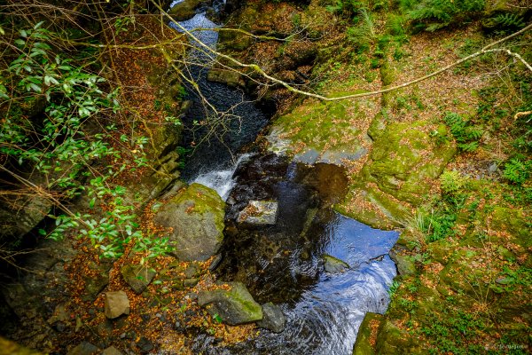 [冬訪大霸聖山岳參行]-大鹿林道東線榆金楓紅與九九山莊精選輯2974627