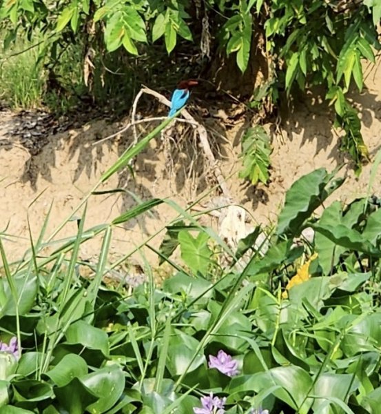 尼泊爾奇旺國家公園4天三夜2790898