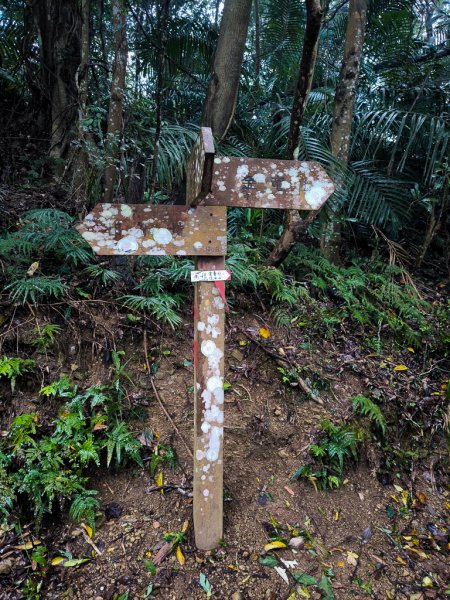 2025-03-08 汶水三山：金童山、汶水山、玉女山 連走2736502