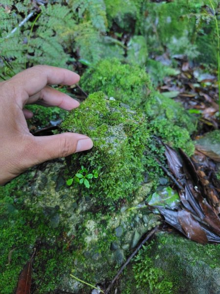 稍來小雪山國家步道、船型山、鞍馬山、鞍馬山東北峰、天池、雪山神木2799823