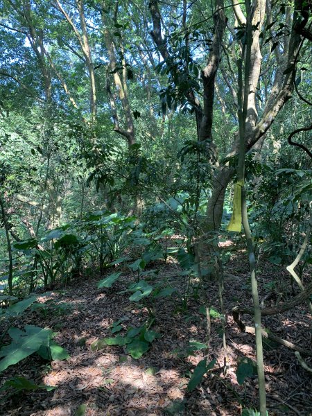 20251122高雄竹山口山2945306