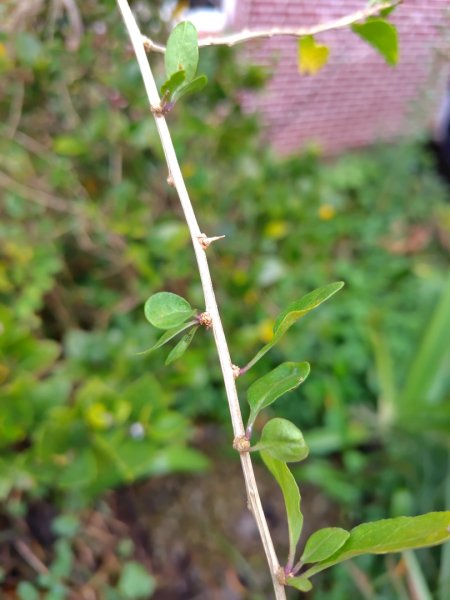 鳳鳴古道 鳳鳴山 南隘勇（南長城）古道 三湖山 八達嶺（龍骨）古道 綠色古道 延平古道2975146