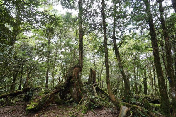 新北 烏來 山車廣山、檜山2567401