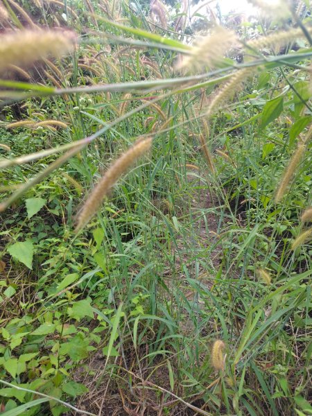 大棟山系南段 水利古道西口 上 竹高崙山 連走 鳥子嶺 坑仔內山 大崖山 下 龍目井農場2953130