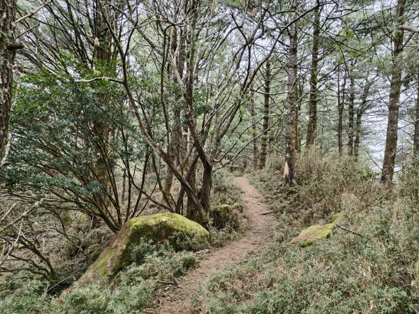 [玉山尋寶任務-08/12] 2025_0824 鹿林山步道_鹿林前山2870915