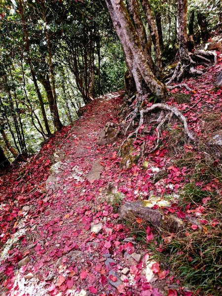 稍來山賞楓2962577