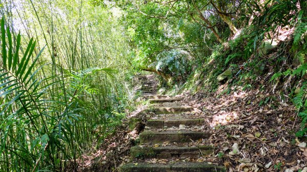 平菁街櫻花2697244