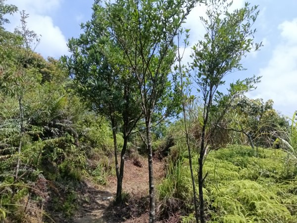 內湖區大丘田保甲路+開眼山+白石湖山+白石湖山東峰+大邱田山+消防山O型2858910