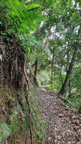 《台中》優美稜線｜橫嶺山自然步道（大雪山社區南登山口）202505312800142